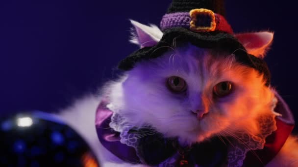 Zauberkatze Hexenkostüm Dunklen Raum Halloween Konzept Weiße Kitty Hochwertiges Filmmaterial — Stockvideo