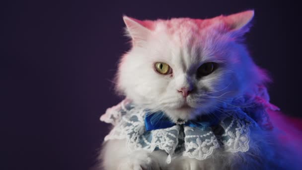 濃い背景にレースカラーフリルが付いている豊富な猫の貴族 ホワイト フッフィー 高品質の4K映像 — ストック動画