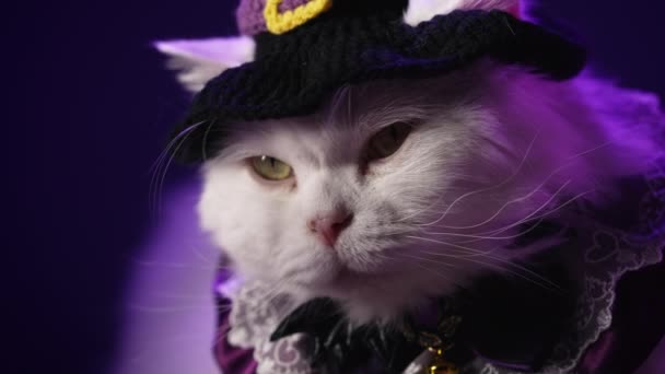 魔法师白色绒毛猫戴着魔法帽坐在紫罗兰色房间里 万圣节的概念 高质量的4K镜头 — 图库视频影像