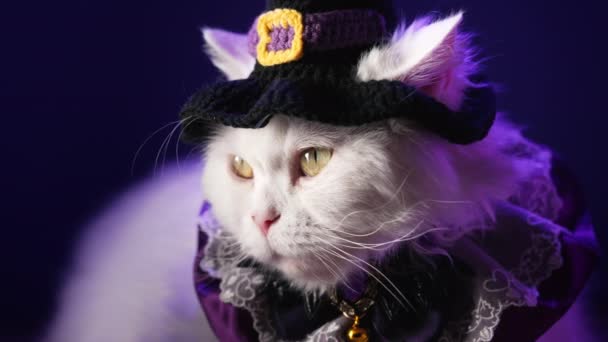 Magiczny Kot Kostium Czarownicy Siedzi Ciemnym Pokoju Koncepcja Halloween Biały — Wideo stockowe
