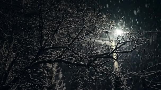 Queda Neve Real Neve Inverno Noite Lâmpada Luz Solitária Única — Vídeo de Stock