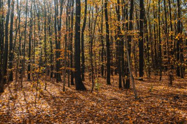 Ormanda sonbahar doğası. Yere düşen portakal yapraklarıyla dolu bir yol. Sonbahar manzarası. Yüksek kalite 