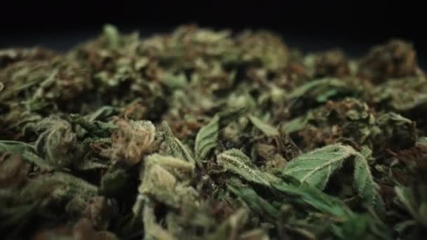 Botões Marijuana Macro Cannabis Medicinal Legal Actividades Fumar Erva Droga — Vídeo de Stock