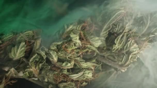 マクロのマリファナ芽 合法的な医療大麻 喫煙雑草活動 レクリエーション薬 美しい麻 ガンジャを作る — ストック動画