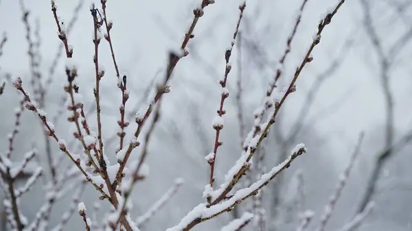 Apple Boom Bloesem Tuin Onder Laatste Vroege Lente Sneeuw Koude Stockfoto