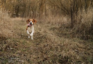 Sonbahar çimlerinde koşan köpek yavrusu. Şehrin dışında doğa arka planında oynayan sevimli bir köpek. Sevimli genç köpekçik. Yüksek kalite fotoğraf