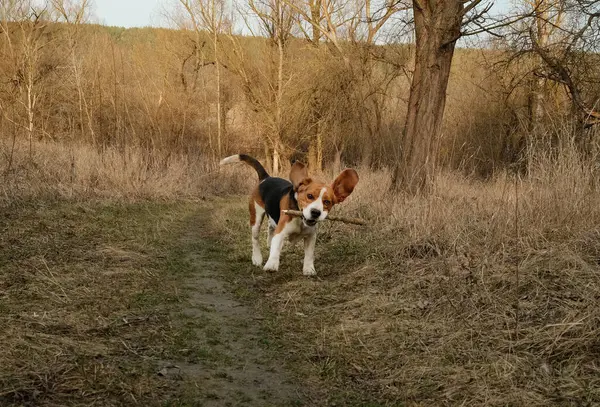 Playing little puppy beagle with stick on yellow lawn, countryside nature. Doggy training. Happy lovely pet, new member of family. High quality photo