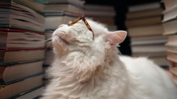 Klug Genießt Weiße Katze Hoch Oben Zwischen Bücherstapeln Bibliothek Wissenschaftlerkitty — Stockvideo