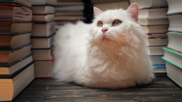 Hermoso Gato Blanco Inteligente Entre Las Pilas Libros Biblioteca Gatito — Vídeo de stock