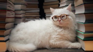 Kütüphanedeki kitap raflarının arasında yuvarlak gözlüklü pofuduk kedi portresi. Yerli bilim adamı Kitty. Öğrenci hayvanlar, okulda bıyık. Akıllı hayvan. Eğitim, bilim, bilgi konsepti. Yüksek kalite 4k