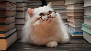 Kütüphanedeki kitap raflarının arasında yuvarlak gözlüklü pofuduk kedi portresi. Yerli bilim adamı Kitty. Öğrenci hayvanlar, okulda bıyık. Akıllı hayvan. Eğitim, bilim, bilgi konsepti. Yüksek kalite 4k