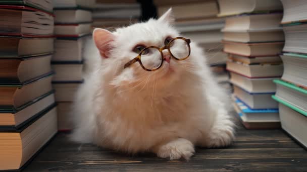 Porträt Einer Flauschigen Katze Runden Gläsern Zwischen Bücherstapeln Der Bibliothek — Stockvideo