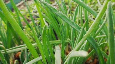 Toprakta soğan soğanları, ev serasında fidanlıklar, sebze yetiştirme. Kırmızı ve altın soğanlar. Bahar mevsiminin, tarlanın, tarım konseptinin başlangıcı. Yüksek kalite 4k görüntü