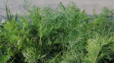 Topraktaki genç dereotları, kır bahçesindeki ekinleri. Rezeneler, sebzeler, yenilebilir yeşiller. Bahar mevsiminin, tarlanın, tarım konseptinin başlangıcı. Yüksek kalite 4k görüntü