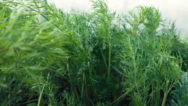 若いディル植物は土壌に 田園のプランテーション 成長するフェンネル 食用グリーン 春の季節 農業のコンセプトから始まります 高品質の4K映像 — ストック動画