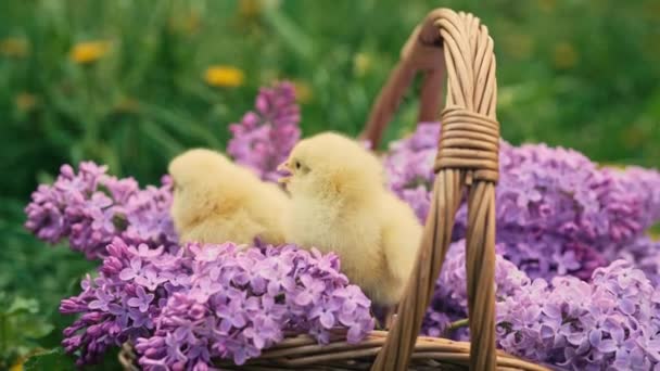 Słodkie Małe Żółte Kurczaki Siedzi Wiklinowym Koszu Liliowym Bukietem Kwiatów — Wideo stockowe