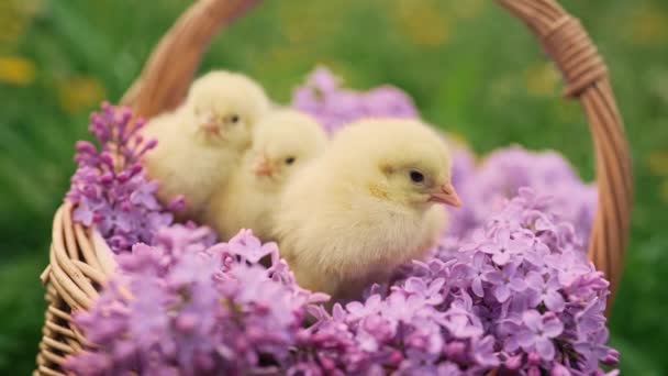 Χαριτωμένα Μικρά Κίτρινα Κοτόπουλα Κάθονται Ψάθινο Καλάθι Πασχαλινά Λουλούδια Μπουκέτο — Αρχείο Βίντεο