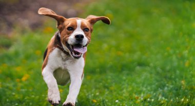 Bahar çimlerinde koşan köpek yavrusu. Şehrin dışında doğa arka planında oynayan sevimli bir köpek. Sevimli genç köpekçik. Yüksek kalite fotoğraf