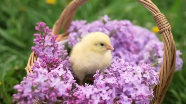 Cute Little Żółty Kurczak Siedzi Wiklinowym Koszu Liliowym Bukietem Kwiatów — Wideo stockowe