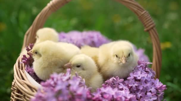 Χαριτωμένα Μικρά Κίτρινα Κοτόπουλα Κάθονται Ψάθινο Καλάθι Πασχαλινά Λουλούδια Μπουκέτο — Αρχείο Βίντεο