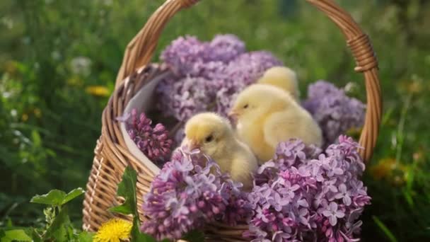 Niedliche Kleine Gelbe Hühner Sitzen Weidenkorb Mit Fliederfarbenem Blumenstrauß Frühling — Stockvideo
