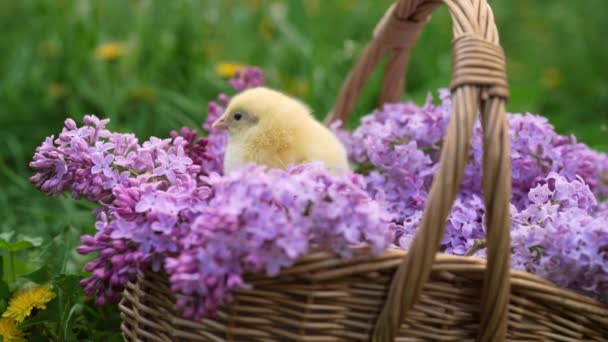 Nettes Kleines Gelbes Huhn Sitzt Weidenkorb Mit Fliederfarbenem Blumenstrauß Frühling — Stockvideo
