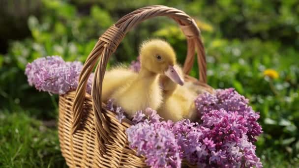 可爱的小黄鸭 坐在柳条篮里 开着紫丁香花束 家养家禽的农场 鸭宝宝高质量4K — 图库视频影像
