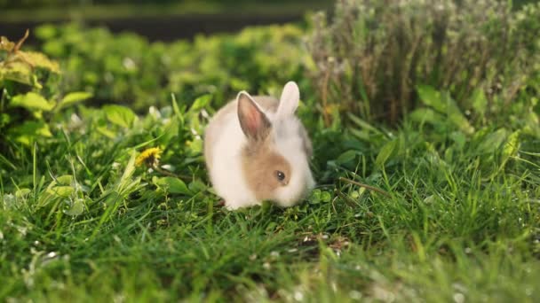 Lindo Conejito Bebé Naturaleza Comiendo Hierba Símbolo Conejo Pascua Pequeña — Vídeos de Stock