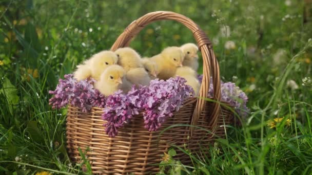 Niedliche Kleine Gelbe Hühner Sitzen Weidenkorb Mit Fliederfarbenem Blumenstrauß Frühling — Stockvideo