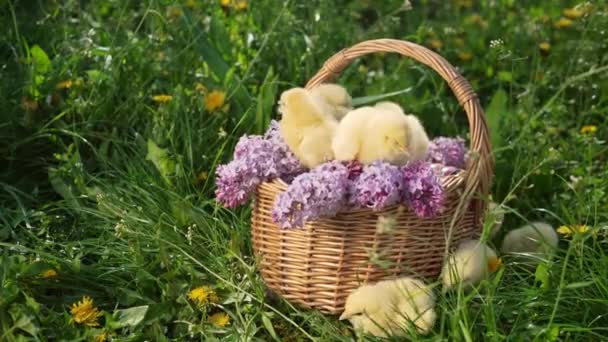 ライラックの花束でウィッカーバスケットに座っているかわいい小さな黄色い鶏 春になると家禽農場 伝統的なイースターバードの概念 春のお祝い 高品質4Kについて — ストック動画