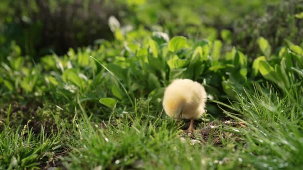 Kleine Gelbe Hühner Laufen Auf Grünem Gras Bewegen Köpfe Und — Stockvideo