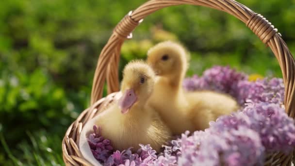 Cute Little Yellow Ducklings Sitting Wicker Basket Lilac Flowers Bouquet — Stock Video