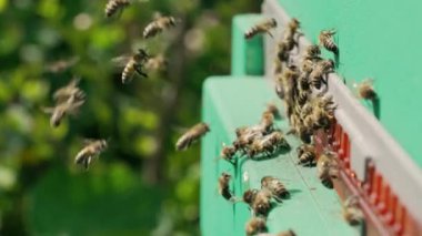 Arı kovanına girip çıkan böcekler. Arı sürüsü. Apiary, arı yetiştiriciliği, toplu iş konsepti arı tarımı. Yakın çekim görünümü.