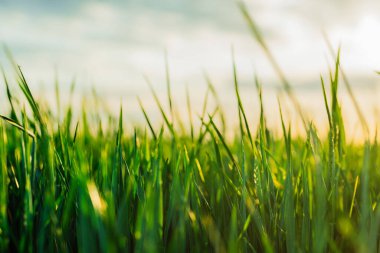 Basit bir arka plan, yeşil taze çimen. Rüzgâr tarafından sallanan doğal çayır. Yüksek kalite fotoğraf