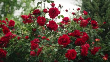 Bahçedeki güzel gül çalısı. Sağanak yağmur, bahçede büyüyen çiçekler için toprağı besler. Sağanak altında doğaya inanılmaz bir bakış açısı. Güzel, rahatlatıcı bir arka plan. Hava durumu, çevre kavramı. Yüksek kalite 4k