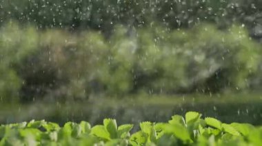  Ev Bahçesinde Çilek Bitkilerini Sulamak. Taze Yapraklar. Otomatik çim sulama fıskiye sulama tesisleri. Su püskürtüyorum. Akıllı bahçe bakımı ve bahçe konsepti. Çak bir 4k.