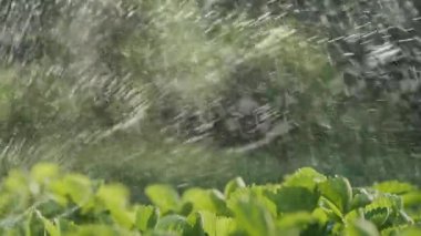 Ev Bahçesinde Çilek Bitkilerini Sulamak. Taze Yapraklar. Otomatik çim sulama fıskiye sulama tesisleri. Su püskürtüyorum. Akıllı bahçe bakımı ve bahçe işleri konsepti. Çak bakalım.