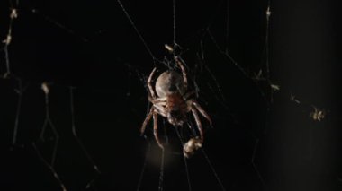 Örümcek ağında geceleri oturan korkunç, büyük bahçe örümceği, tuzağa düşmüş kurbanı bekliyor. Cadılar Bayramı arka planı. Yüksek kalite 4k görüntü