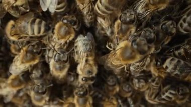 Makro arılar sürüsü yeni bir yuva aramaya hazır. Genç bir aile. Arı kovanı çok kalabalık, genişlemeye ihtiyaç var. Doğa, arıcılık, arıcılık. Yüksek kalite 4k görüntü