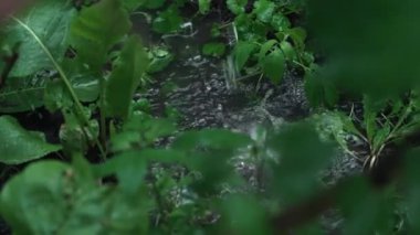 Ev bahçesinde ya da ormanda yaz yağmuru. Su, sağanak, su birikintisi. Yüksek kalite 4k görüntü