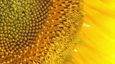 Çiçek açan genç şişkinliğin makro görüntüsü - ayçiçeği tomurcuğu. Tarım alanı. Büyüyen Helianthus Annuus. Erken gelişen ekinler. Organik tarım, petrol ve tohum üretimi. Sarı yapraklar.