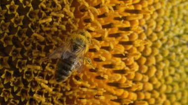 Sarı ayçiçeğinin üzerindeki arıların nektar topladığı makro görüntü. Böceklerin polen topladığı inanılmaz görüntüler. Tozlaşma, doğa, yaz konsepti. Yüksek kalite 4k görüntü