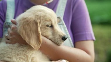 Saf kan, tüylü Golden Retriever köpeğinin dişi ellerindeki orijinal görüntüleri. Köpeği okşayan kadın. Yeni evcil hayvan, aile ferdi. Yüksek kalite 4k görüntü