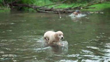 Güzel Golden Retriever köpeği sığ bir nehirde yürüyor, ormanda. Küçük köpek şehir dışında doğa arka planında yürürken iyi vakit geçiriyor. Şirin köpek. Yüksek kalite 4k görüntü