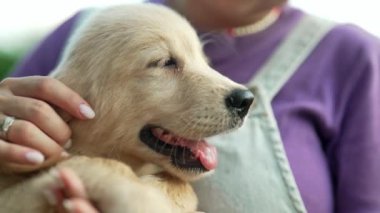 Saf kan, tüylü Golden Retriever köpeğinin dişi ellerindeki orijinal görüntüleri. Köpeği okşayan kadın. Yeni evcil hayvan, aile ferdi. Yüksek kalite 4k görüntü