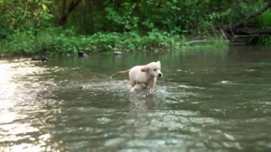 Güzel Golden Retriever köpeği sığ bir nehirde yürüyor, ormanda. Küçük köpek şehir dışında doğa arka planında yürürken iyi vakit geçiriyor. Şirin köpek. Yüksek kalite 4k görüntü