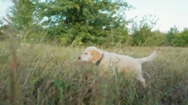 Golden Retriever köpeği yazın yüksek yeşil çimlerde yürüyor. Küçük köpek şehir dışında doğa arka planında yürürken iyi vakit geçiriyor. Şirin meraklı köpek. Yüksek kalite 4k görüntü