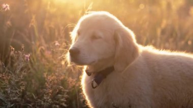 Yaz Altın Saati Doğa 'sında Sevimli Altın Avcı Köpeğinin İnanılmaz Portresi. Minik köpek, sevimli evcil hayvan, ailenin yeni üyesi. Yüksek kalite 4k görüntü