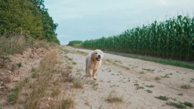 Enerjik Komik Altın Avcı Yavrusu yaz aylarında kumlu yolda ağır çekimde koşuyor. Av köpeği, Macera. 4k Otantik Görüntü