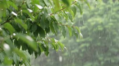 Ormanda yaz yağmuru. Kiraz ağacının yeşil yapraklarından damlayan su damlaları. Güzel, rahatlatıcı bir arka plan. Hava, çevre, doğa konsepti. Yüksek kalite 4k görüntü